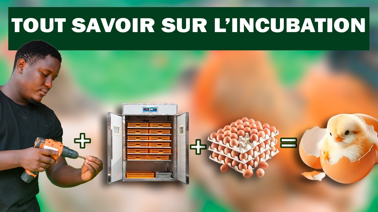 Comment réussir le choix de votre incubateur?