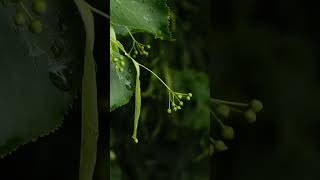 Summer rain - nature meditation 13