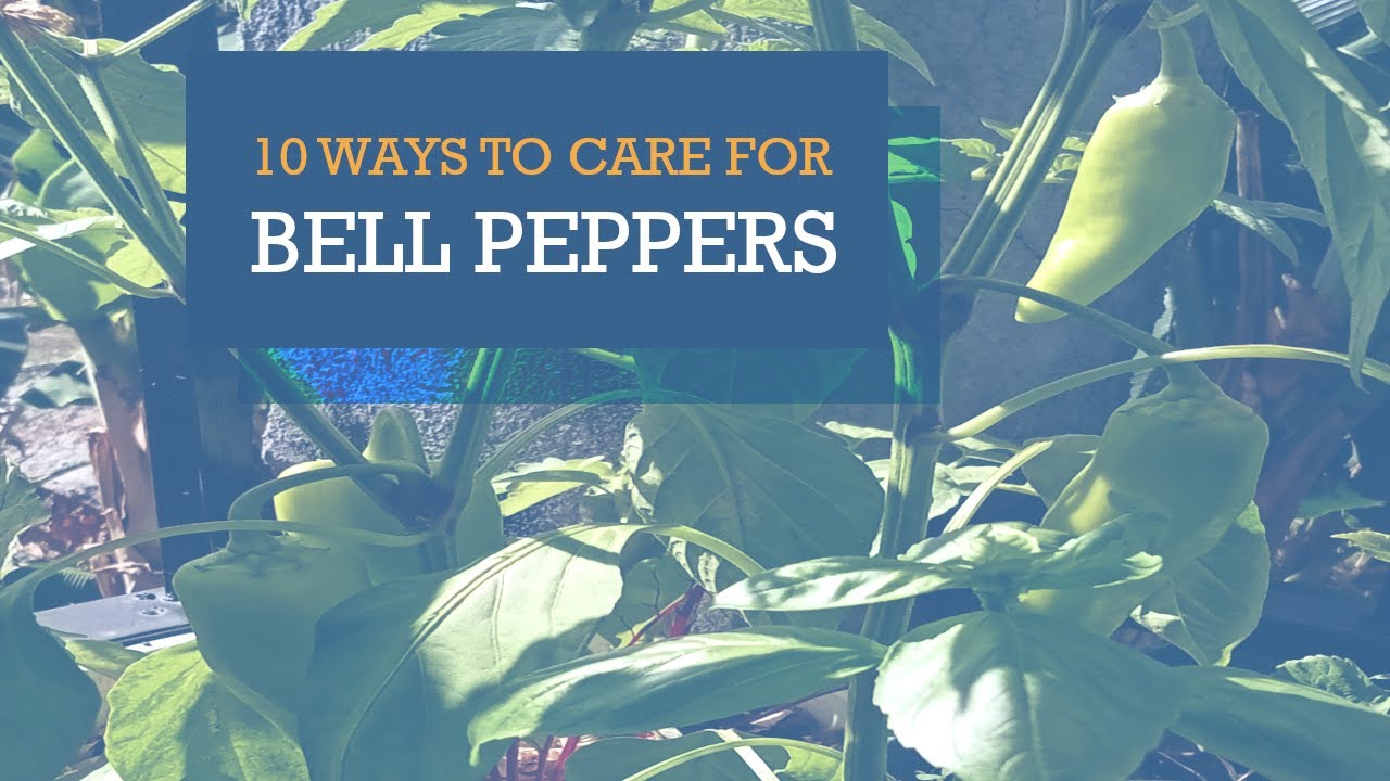 Container Gardening 10 Ways To Care For Bell Pepper Plants YouTube