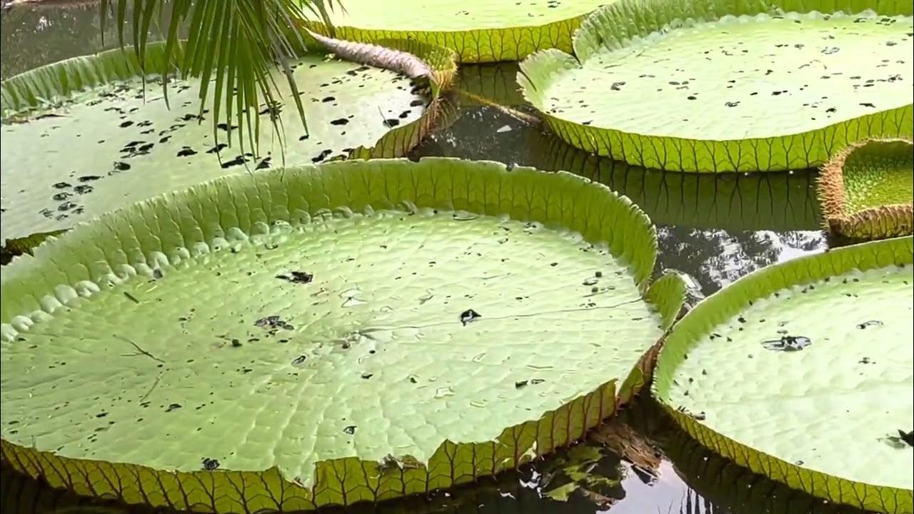 Amazon Resort Cambodia YouTube