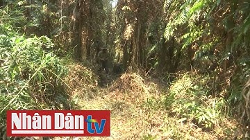 Cà Mau hơn 90% diện tích rừng báo cháy cấp 5