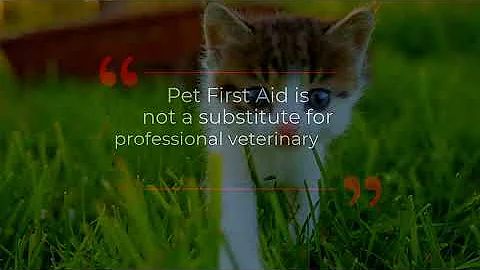 Patch-A-Pet First Aid - Veterinarian Approved Firs...