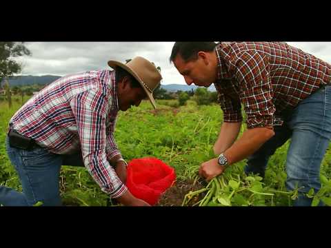 Ingenieros Agrónomos: ¿Qué Son?