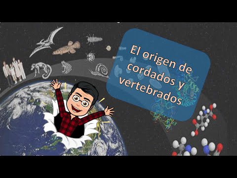 Video: ¿Por qué los vertebrados son cordados?