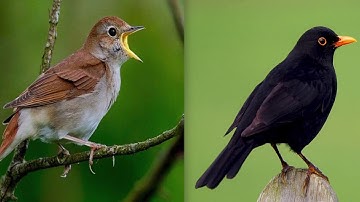 Nightingale Vs Blackbird Birds Call Song Sound   Natural sound of singing birds  1 30 Hour