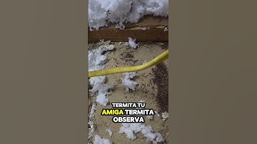 INSULACION EN EL ATICO OCULTANDO LAS TERMITAS #homeinspector #homeinspection #INSPECTOR #REALESTATE