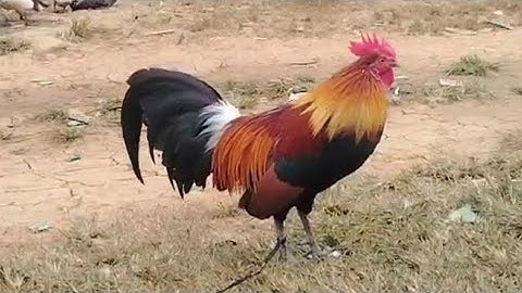 Qaib​ dib​ qua​ zoo​ tiag​2