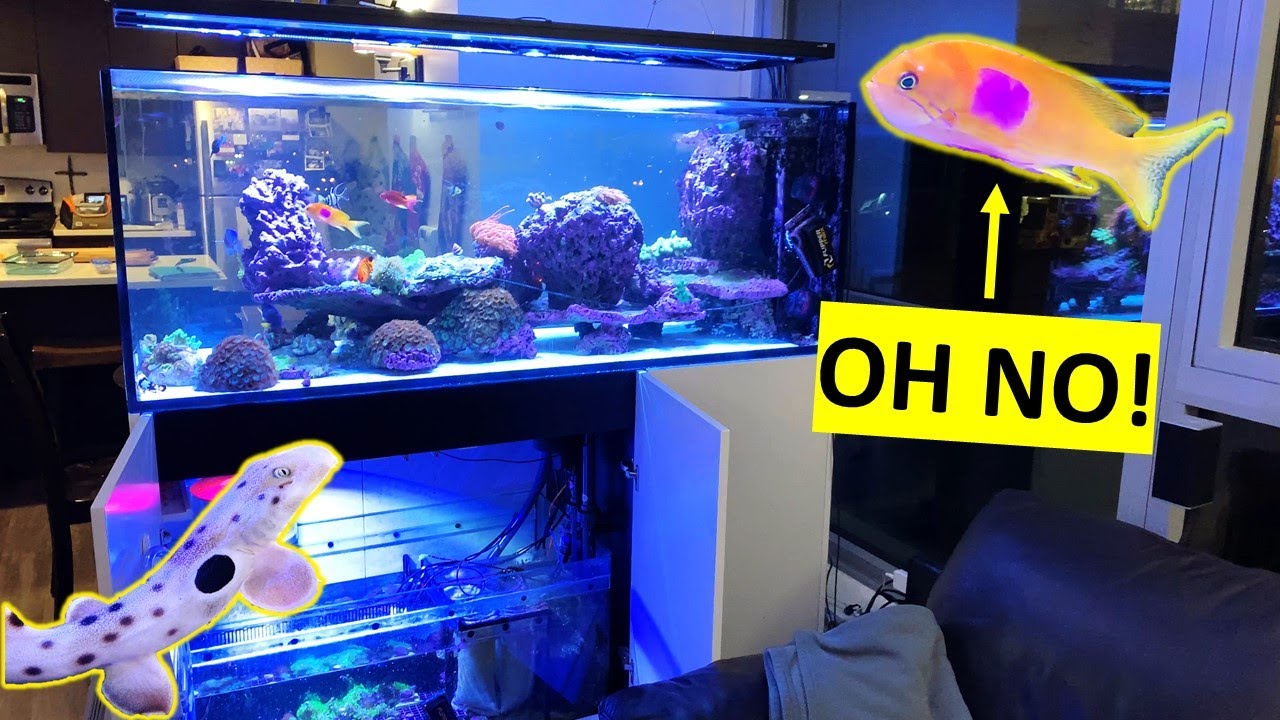 😨 Shark Reef: 10 Days Away and THIS Happens (Red Sea Peninsula 650)