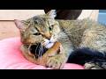 Mama cat hugs her meowing newborn baby kittens tightly while I clean their house.