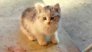 * かわいい子猫 * * かわいい子猫 *