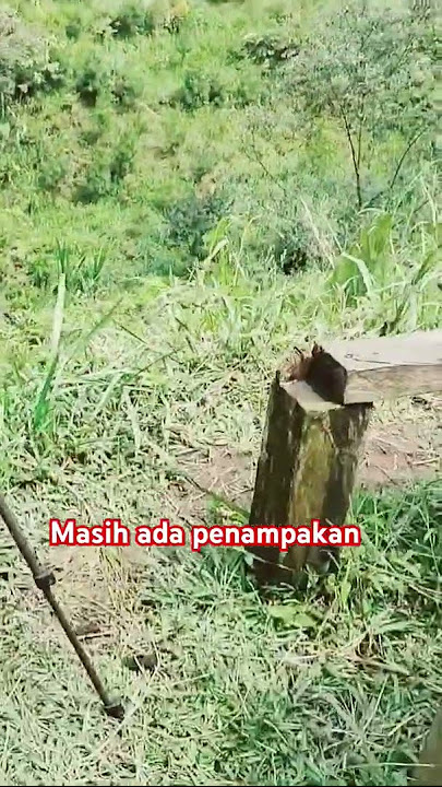Masih ada penampakan burung pentet di hutan daerah saya mesti ga terlihat begitu jelas