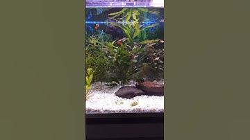 Beginners Planted Aquarium - Beginner Planted Aquarium  update- Day 60 | fixing brown Algae !