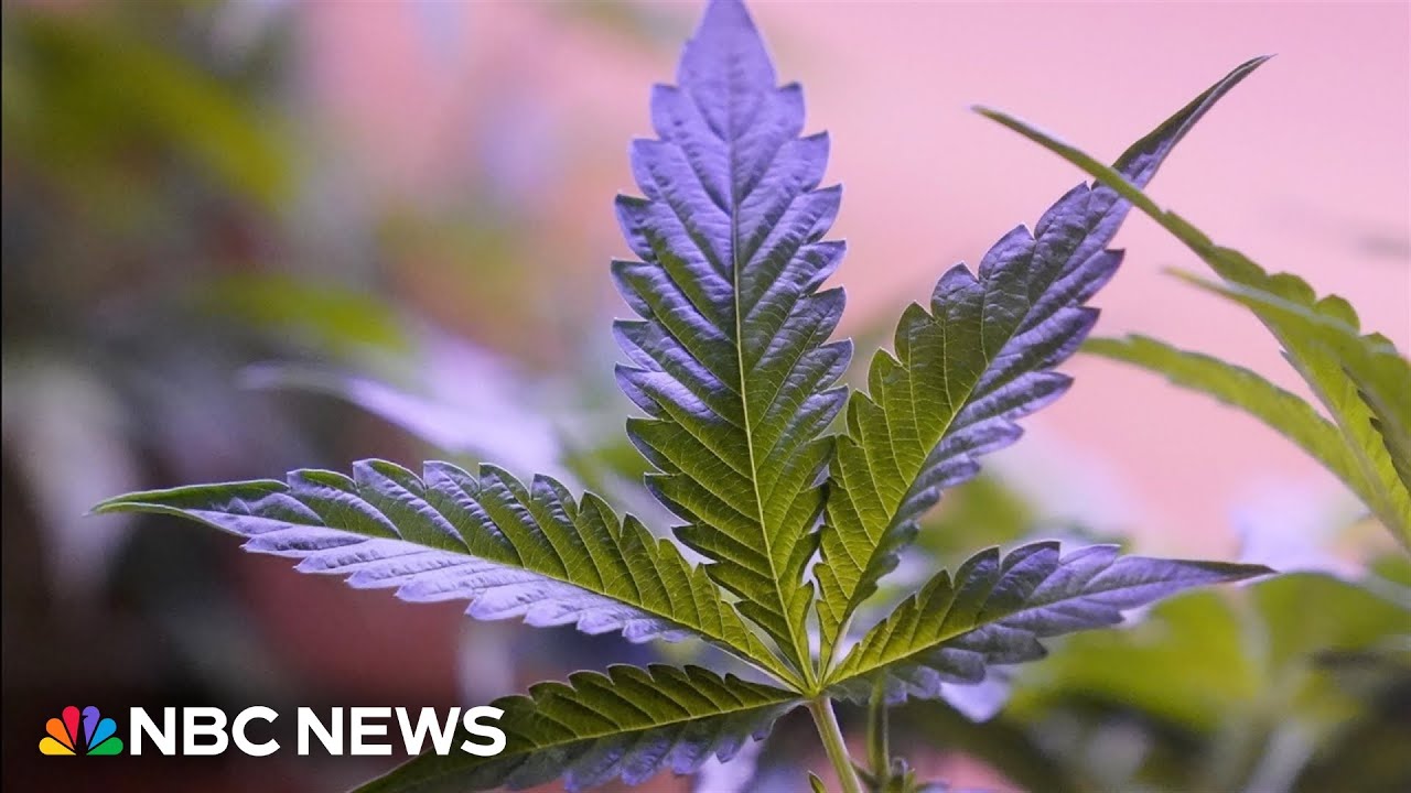 Teens who use marijuana are more likely to suffer from psychotic disorders, study finds