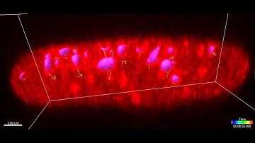 3D localization of heterochromatin nodes in the nucleus