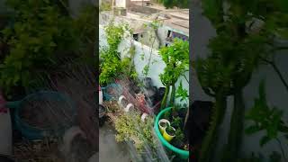 दूसरा मौका सबको मिलता है।#motivational #gardenlover #gardeninsperation
