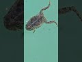 Nem foi convidado e ja esta na piscina!!!