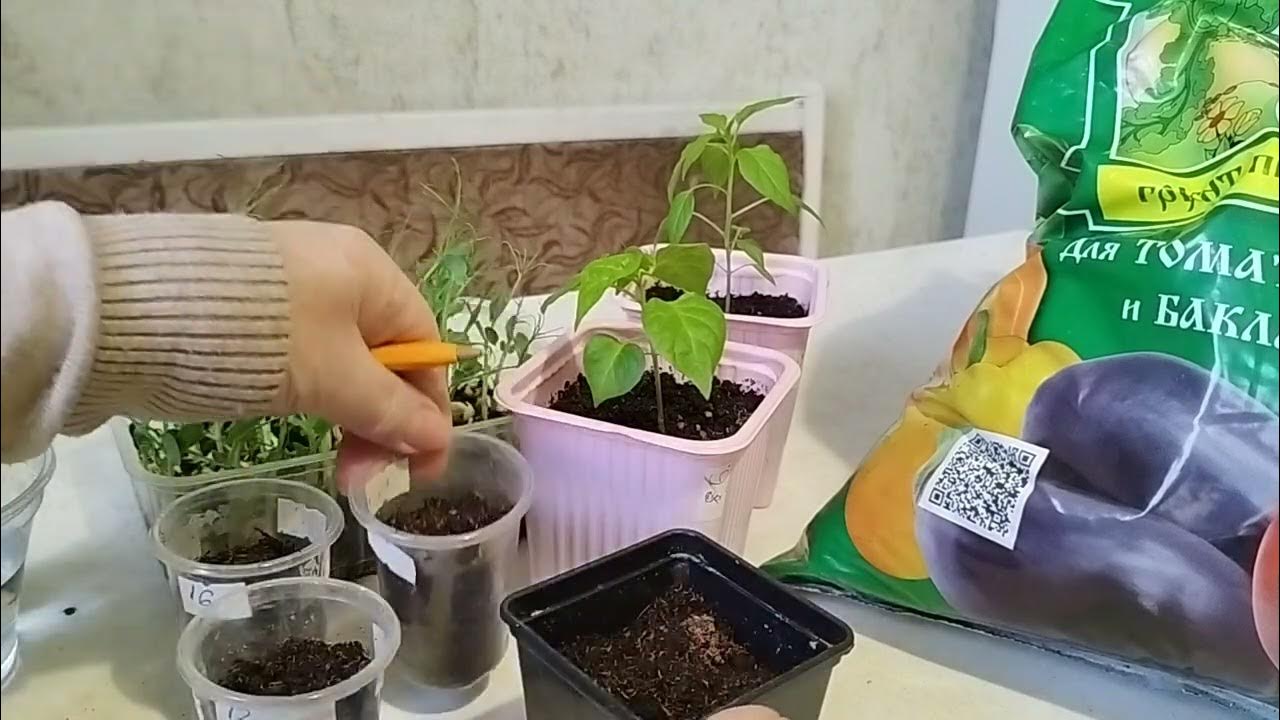 Как правильно посеять сладкий перец