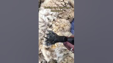 Setting up shearing hand piece