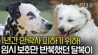 ' 이젠 나랑 평생 살자! ' 길을 떠돌던 사월이. 안락사 위기에 있던 달복이. 세 식구는 산속에서 가족이 되었다❣ | KBS 단짝 231028 방송