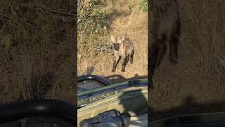 Hyena saying hello #hyena #hello #wildlife  #shortsmitmarietta  #reel  #shorts