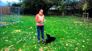 Basic Sheep herding Skills lesson 2   WALK ON and LIE DOWN off leash