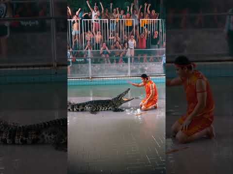 🐊 Croc Snaps Jaws in 0.05 Sec Like Lightning! ⚡ Beat Reflex to Save Hand! 😱 #Crocodile