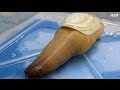 Geoduck Sashimi - Street Food in Japan