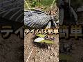 初心者におすすめ 序盤最強生物 リニオグナタ をご紹介 ARK ASA Arksurvivalevolved アーク ゲーム実況 Shorts 初心者におすすめ 序盤最強生物 リニオグナタ をご紹介 ARK ASA Arksurvivalevolved アーク ゲーム実況 Shorts