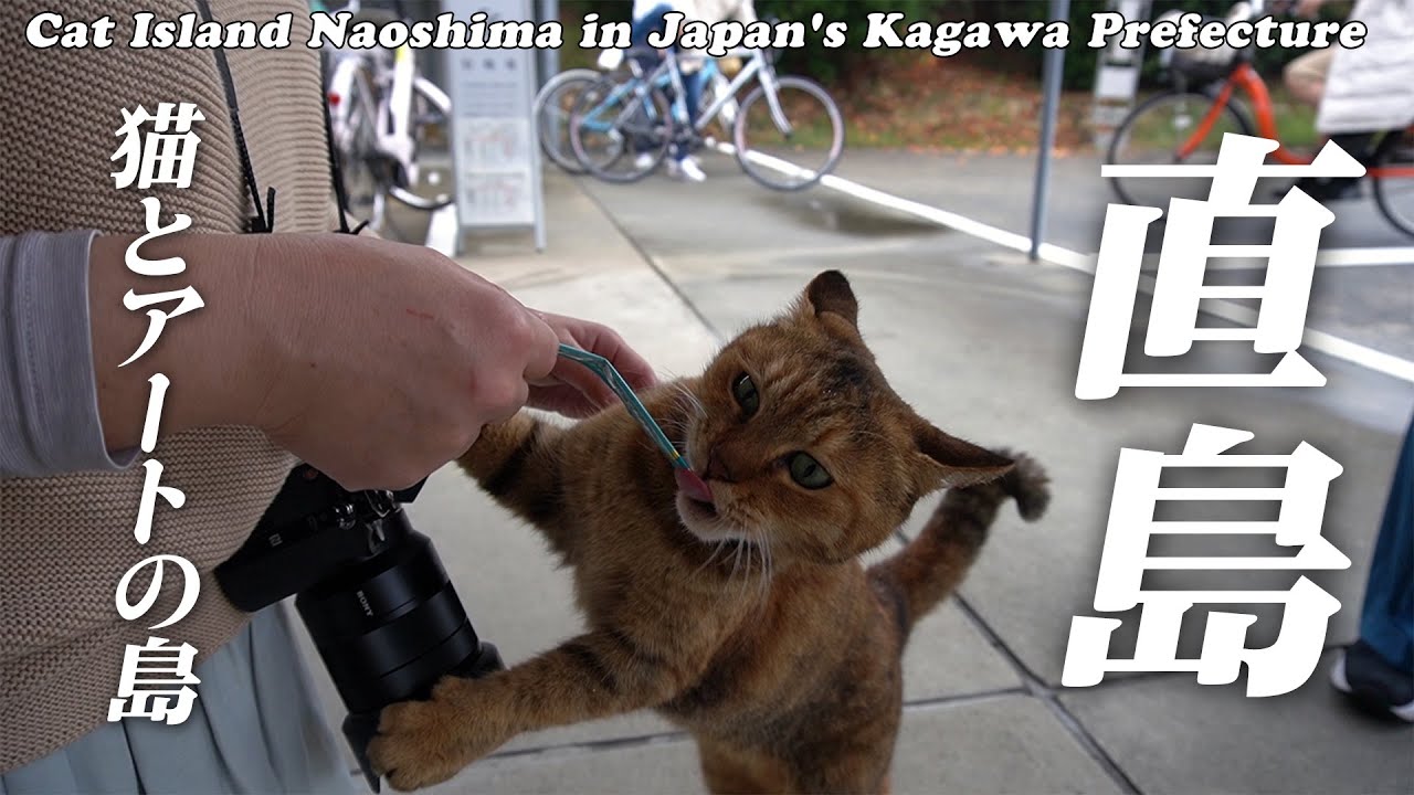 お出かけスポット 香川県直島 猫島女子3人旅 直島銭湯 地中美術館 Nekoshima Girls Trip To Naoshima Kagawa Prefecture Youtube お出かけスポット 香川県直島 猫島女子3人旅 直島銭湯 地中美術館 Nekoshima Girls Trip To Naoshima Kagawa Prefecture Youtube