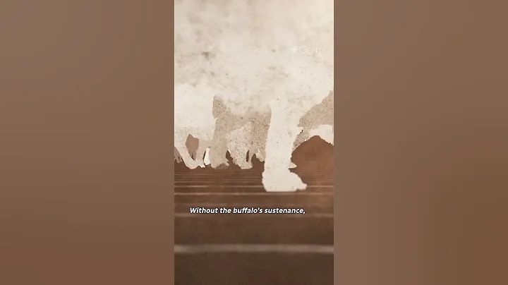 How wiping out buffalo was a strategy to bring Indigenous people under colonizer control