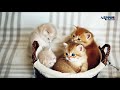 funny kitten cats | Animals cute