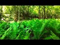Красивый солнечный лес - папоротник в лесу /avata 2 /