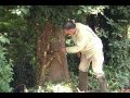 Removing English Ivy: without harming trees