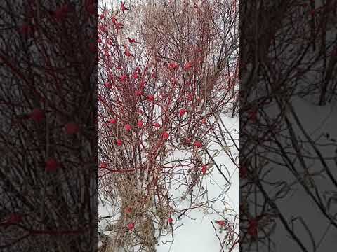 Шиповник зимой!!