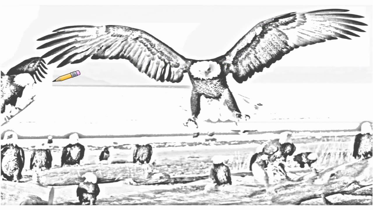Auto Draw 2: Bald Eagles, Kachemak Bay, Kenai Peninsula, Alaska