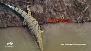 Animal Planet - Hot Life Africa