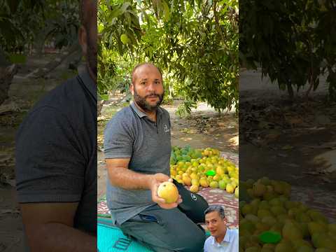 طعامك عندنا اعرف نوع المانجا ال صباح التعاون الاسماعيلية