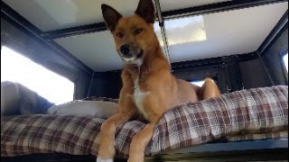 Live Now From The Camper Near Silverton, Colorado - Sick Day At Camp
