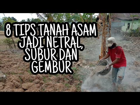 Video: Blueberry pH Paras Tanah - Menurunkan pH Tanah Blueberry