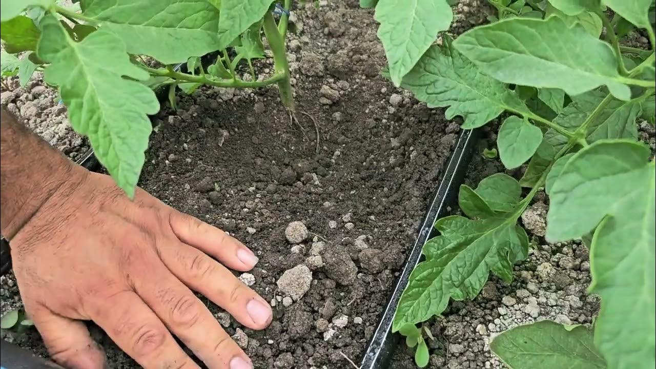 Пинк хит часть первая удивляет в станице Михайловской Курганинского ...