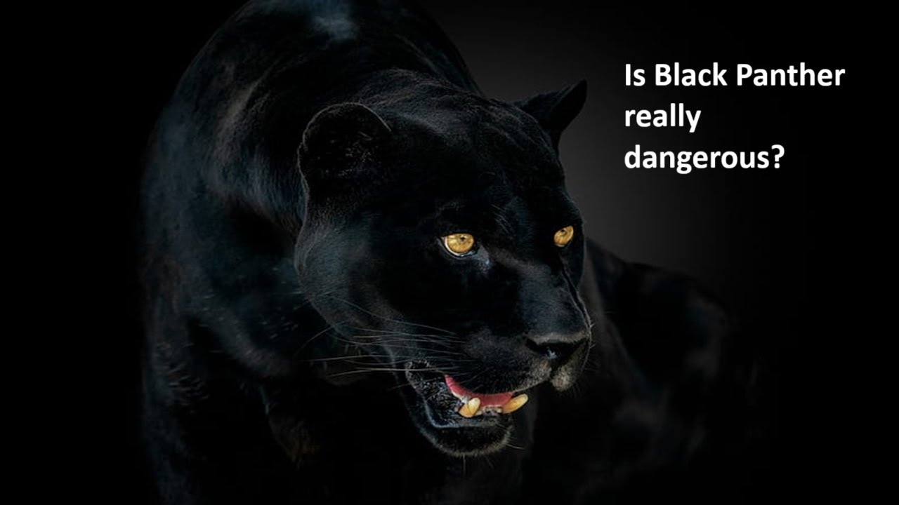 Are Black Panthers Dangerous To Humans