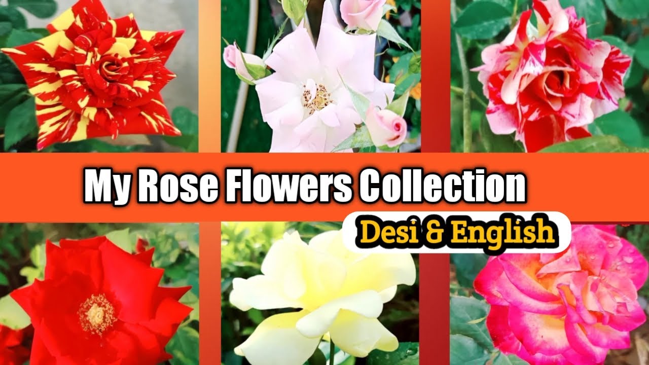 My Rose Flowers Collection Rose flowers best collection never see