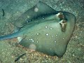 Skate Fish Cutting In Tanzania Samaki Taa Skate Fish Cutting In Tanzania Samaki Taa
