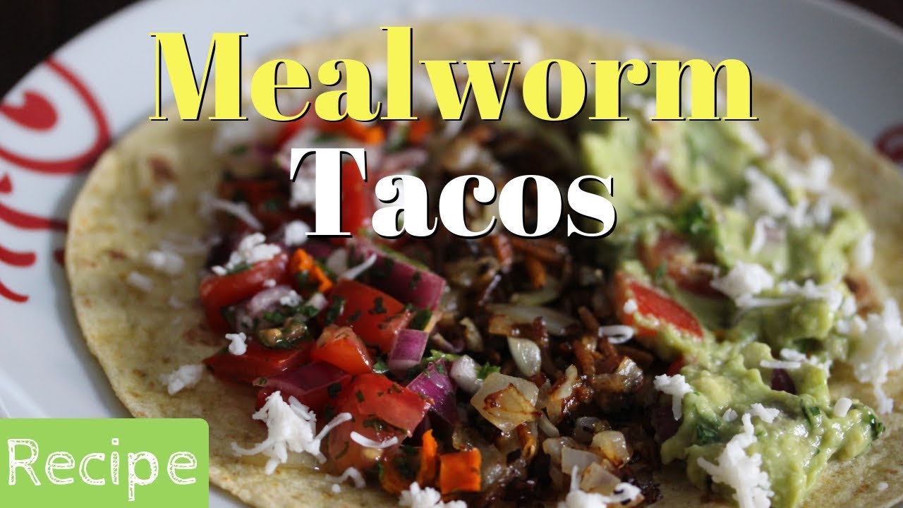 Mealworm Tacos Recipe YouTube