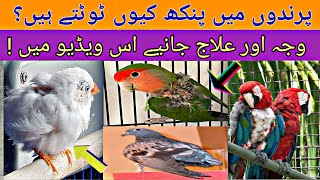 What is the Treatment of Feather loss in Birds?