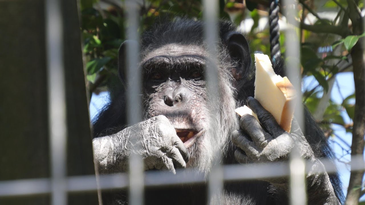 My dear Akira, why are you biting your own hand? Japan Monkey