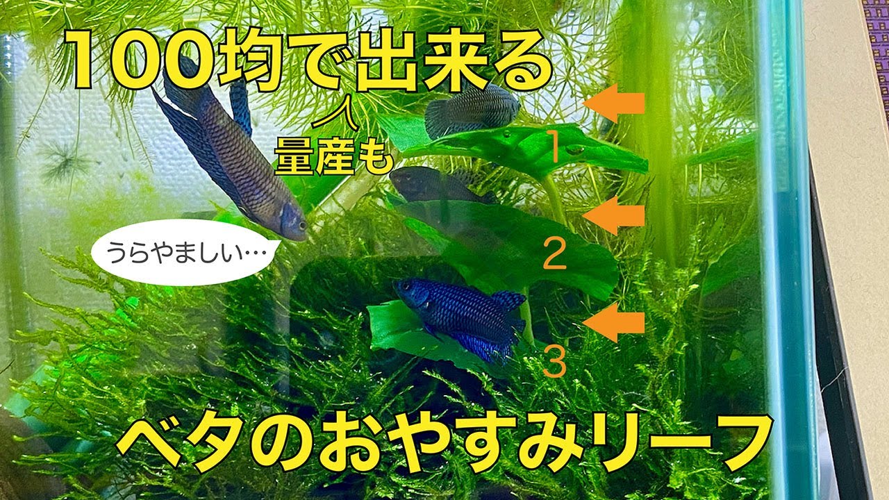 100均で出来るベタのおやすみリーフ - YouTube