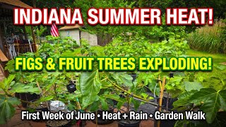 Indiana Summer Heat! 🌞 Figs EXPLODING With Growth! Quick Walk About The Property Looking At Figs.