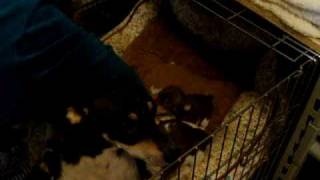 Teddy Roosevelt Terrier Puppies, Closeups