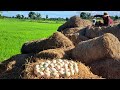 OMG unique -A farmer collects a lot of duck eggs from straw piles in the fields and near rice fields